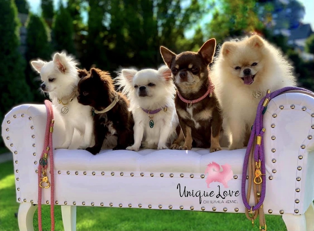 Chihuahua długowłosy, krótkowłosy