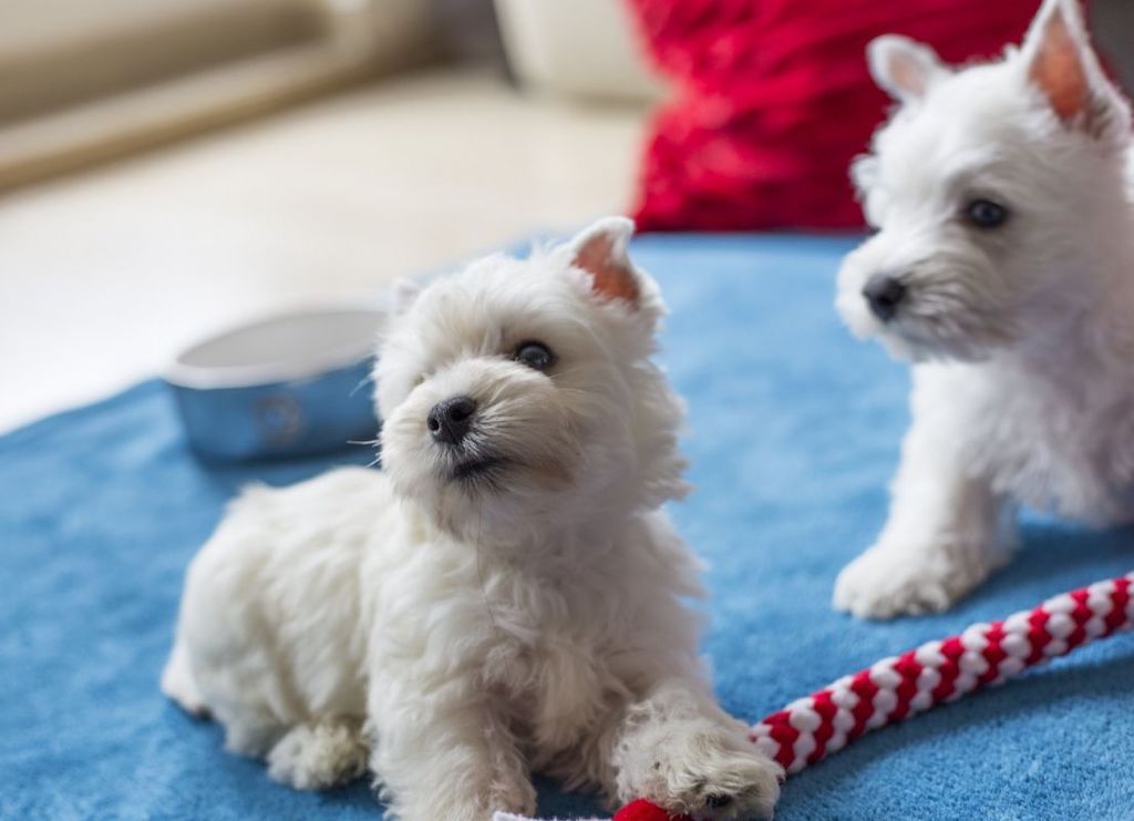 West highland white terrier - hodowla