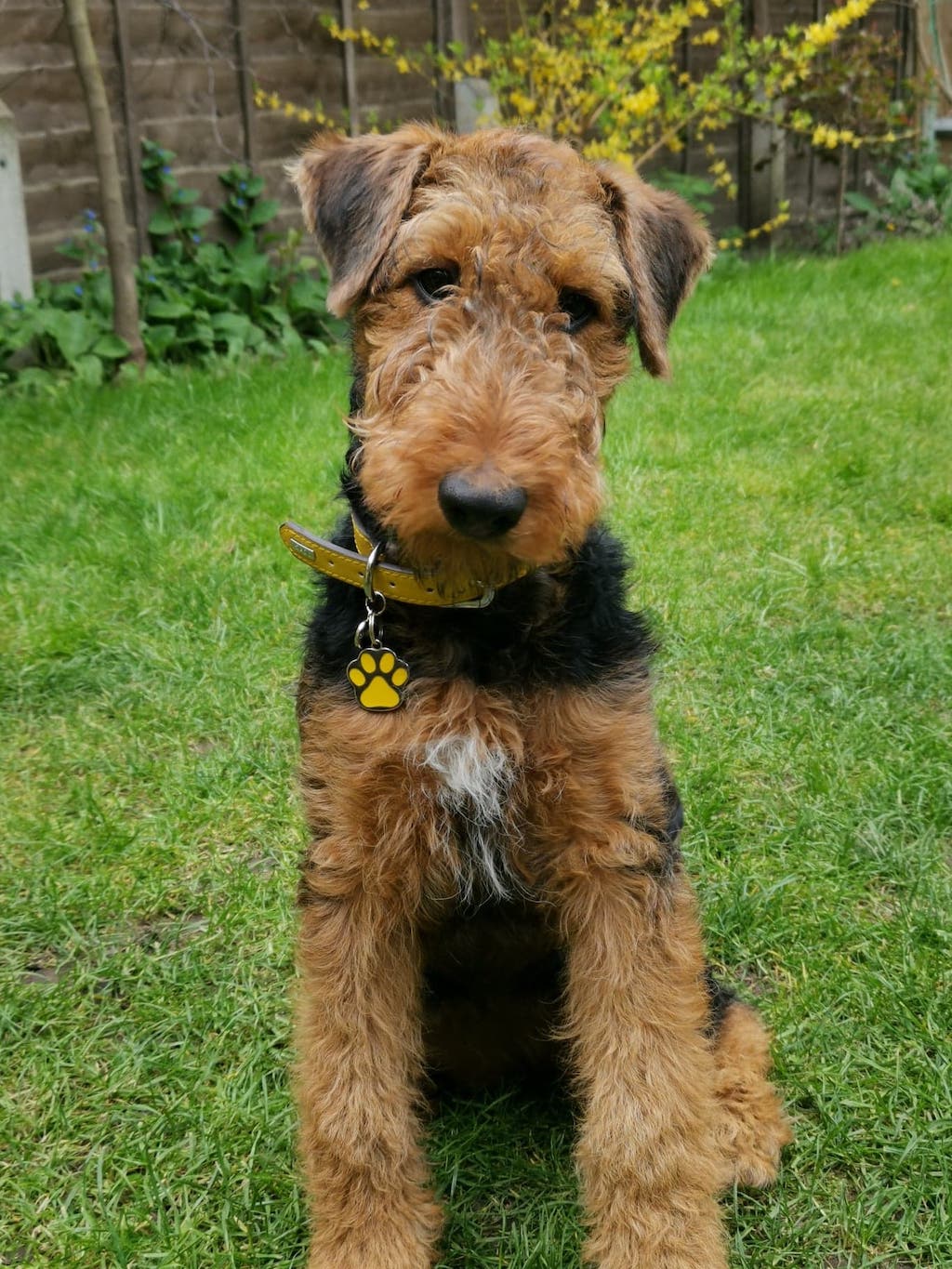 Airedale terrier