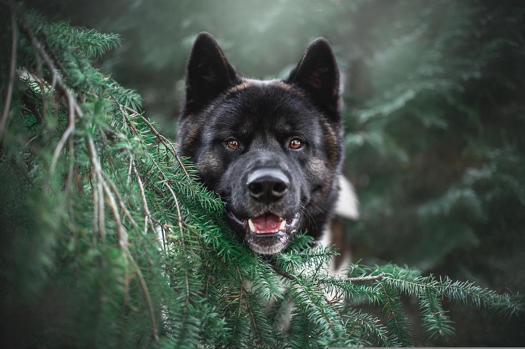 Akita amerykańska - imię dla psa