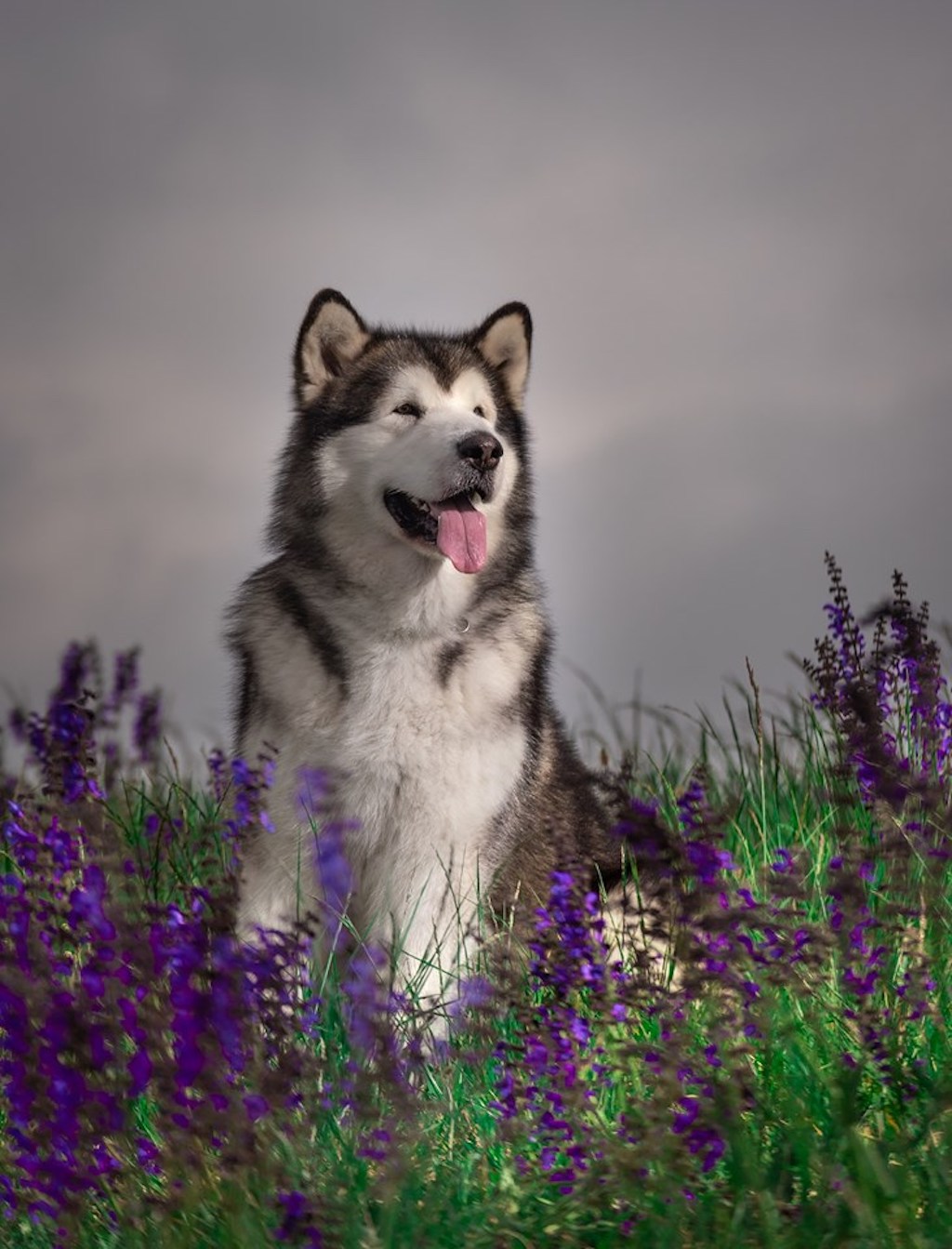 Alaskan malamute - charakter, hodowla