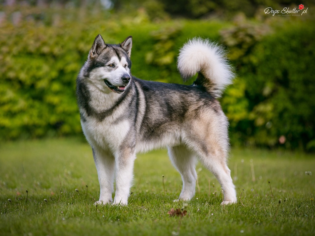 Alaskan malamute - charakter 1
