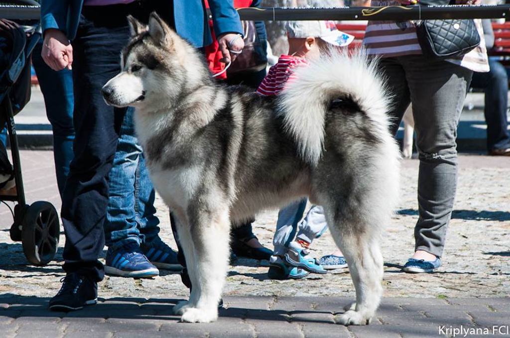 Alaskan malamute - pielęgnacja