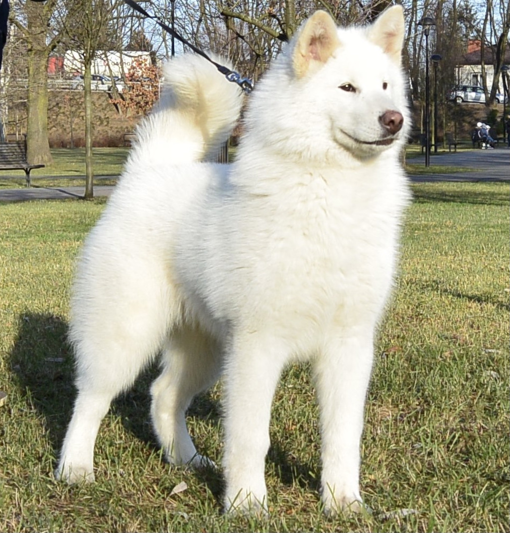 Alaskan malamute - pies rasowy