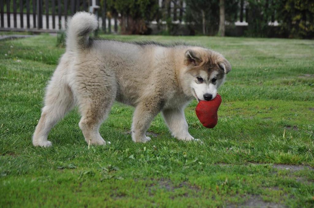 Alaskan malamute - umaszczenie