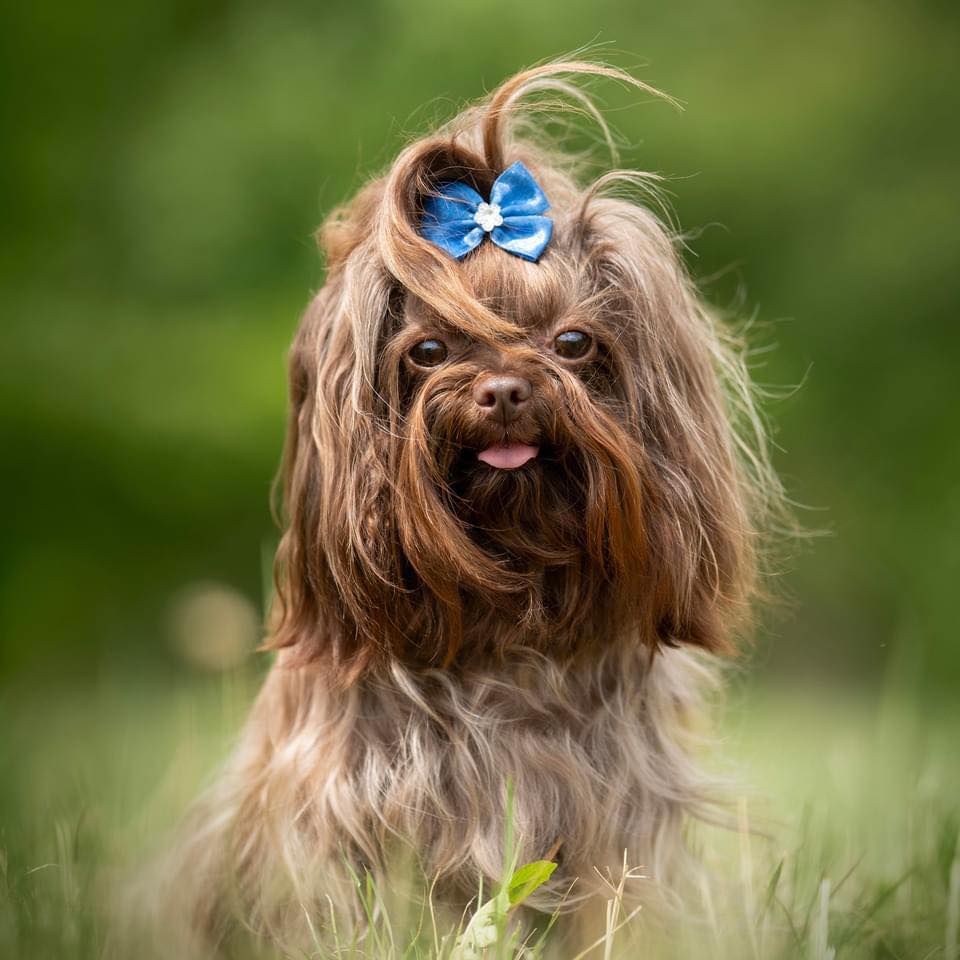 Rosyjska bolonka kolorowa