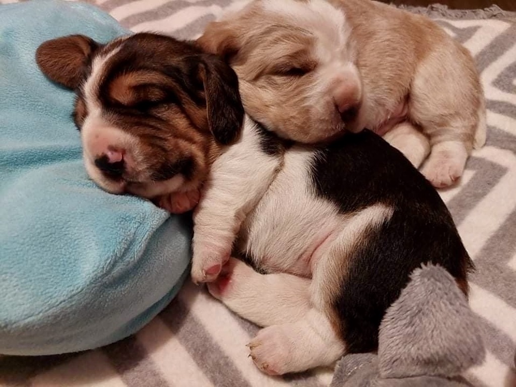 Basset Hound - szczeniaki