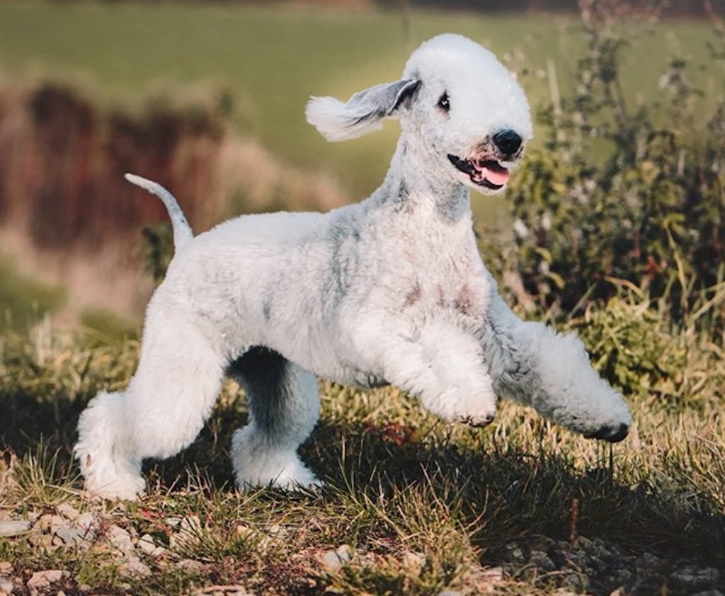 Bedlington terrier - pielęgnacja