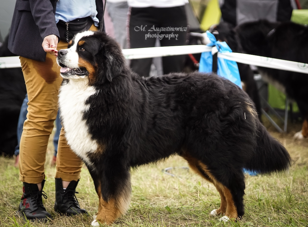 Berneński pies pasterski - hodowle