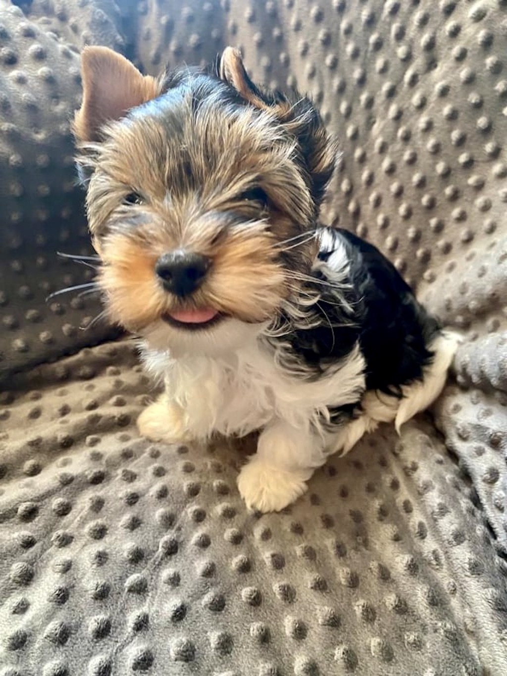 Biewer Yorkshire Terrier a'la Pom Pon - hodowla