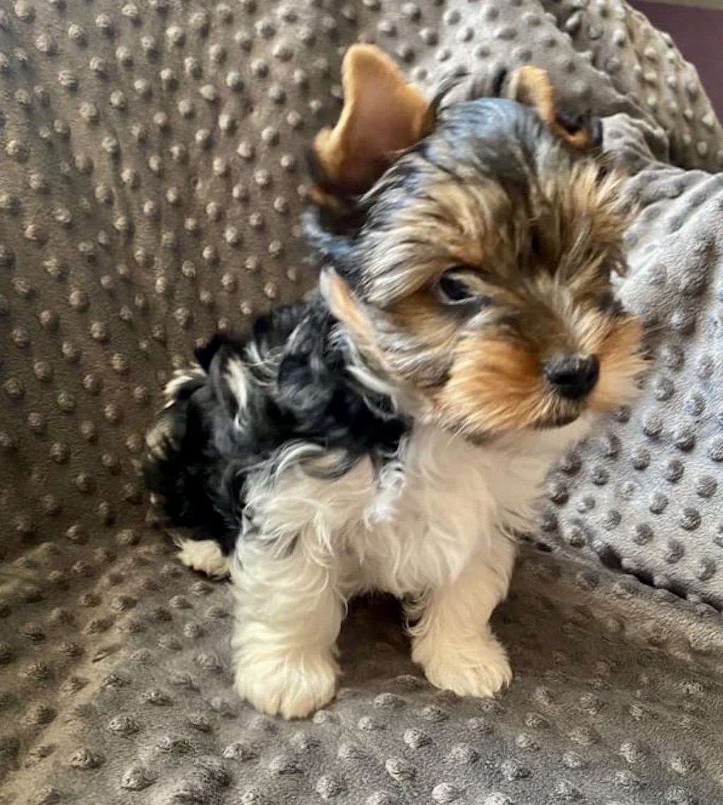 Biewer Yorkshire Terrier a'la Pom Pon