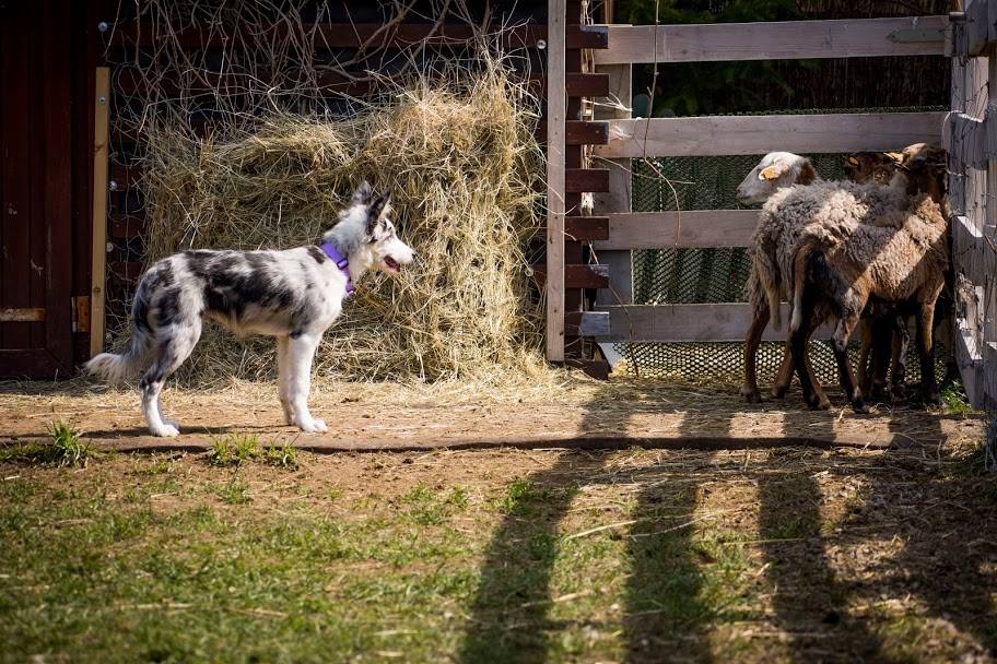 Border collie - umaszczenie