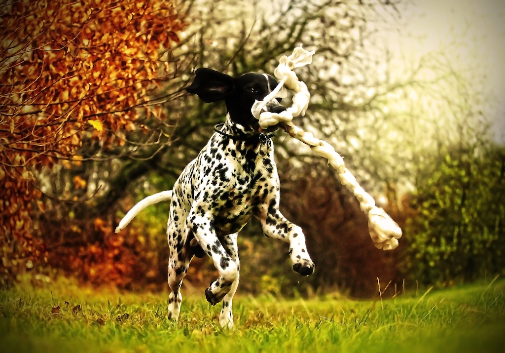 Braque d’Auvergne - charakter