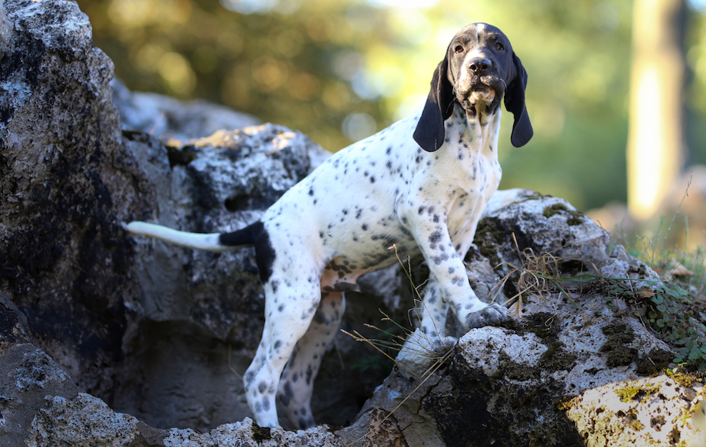 Braque d’Auvergne - żywienie