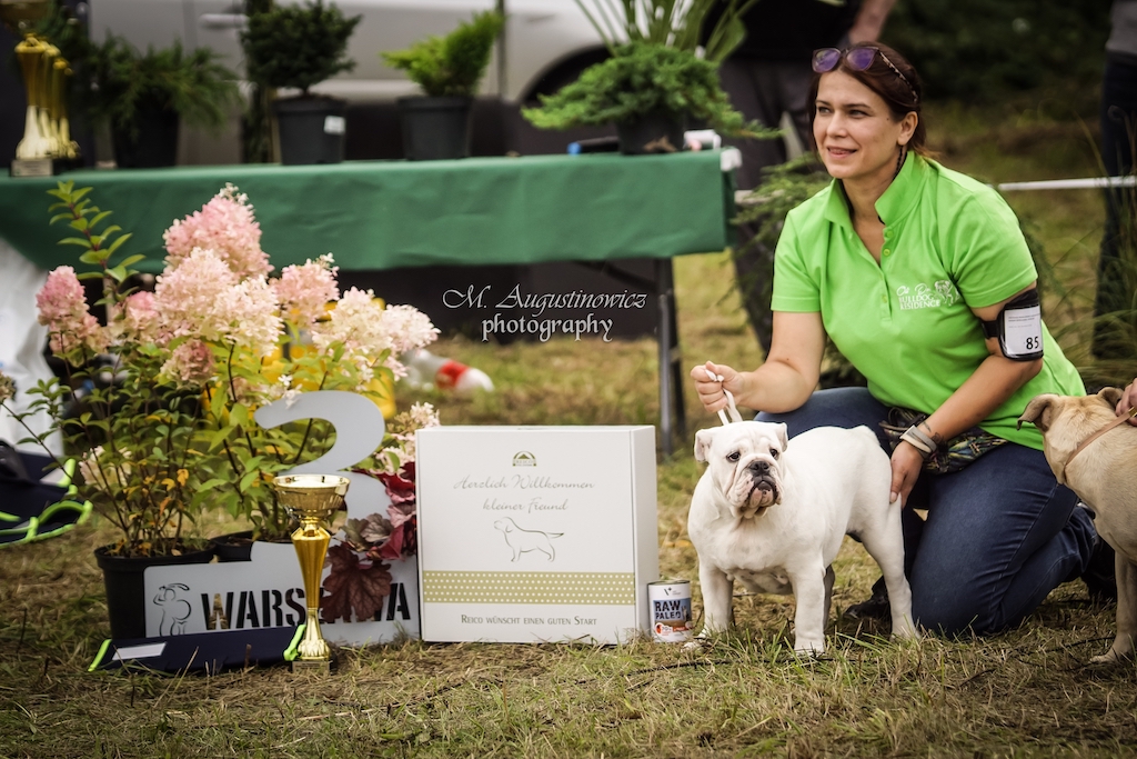 Buldog angielski - hodowla