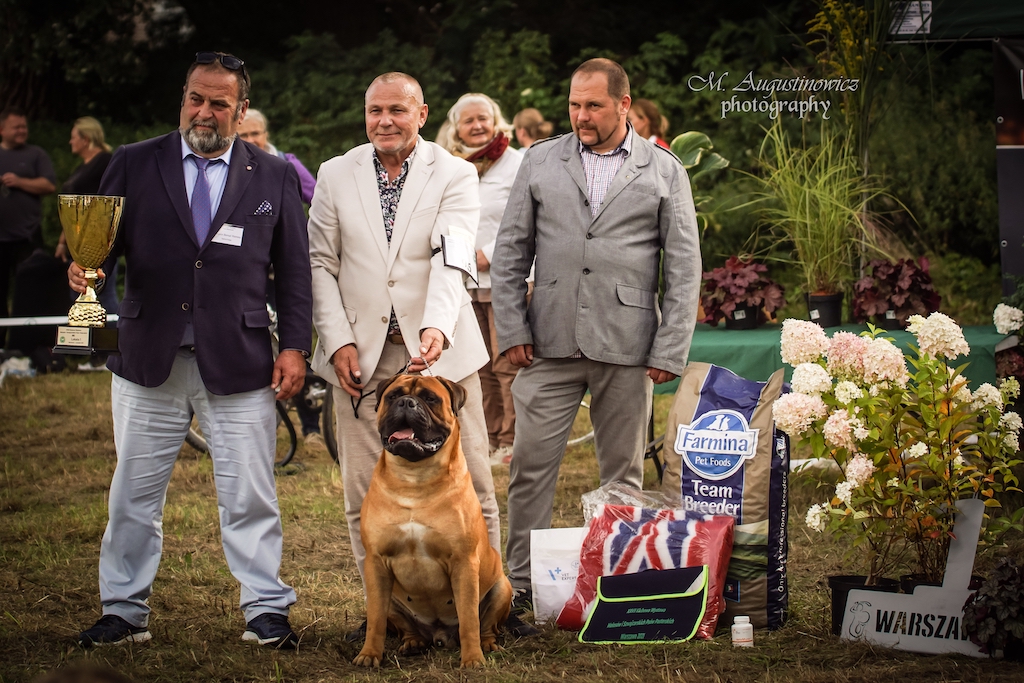 Bullmastiff - hodowle