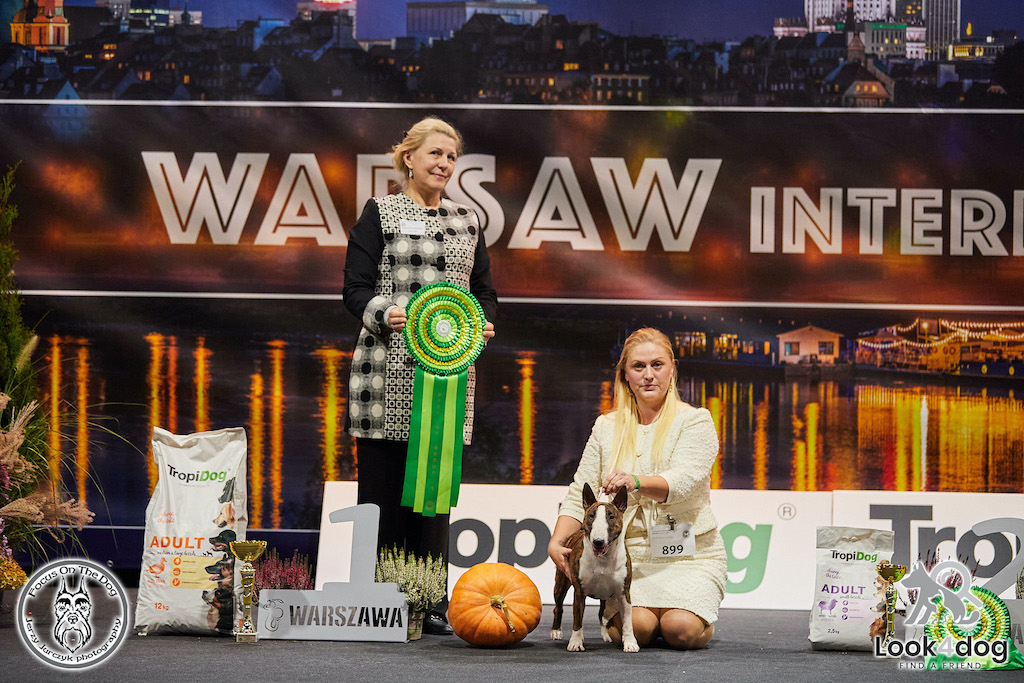 Bulterier - hodowla1