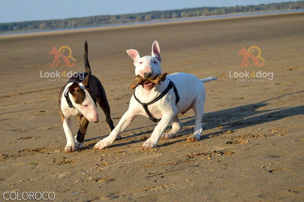 Bulterier - umaszczenie