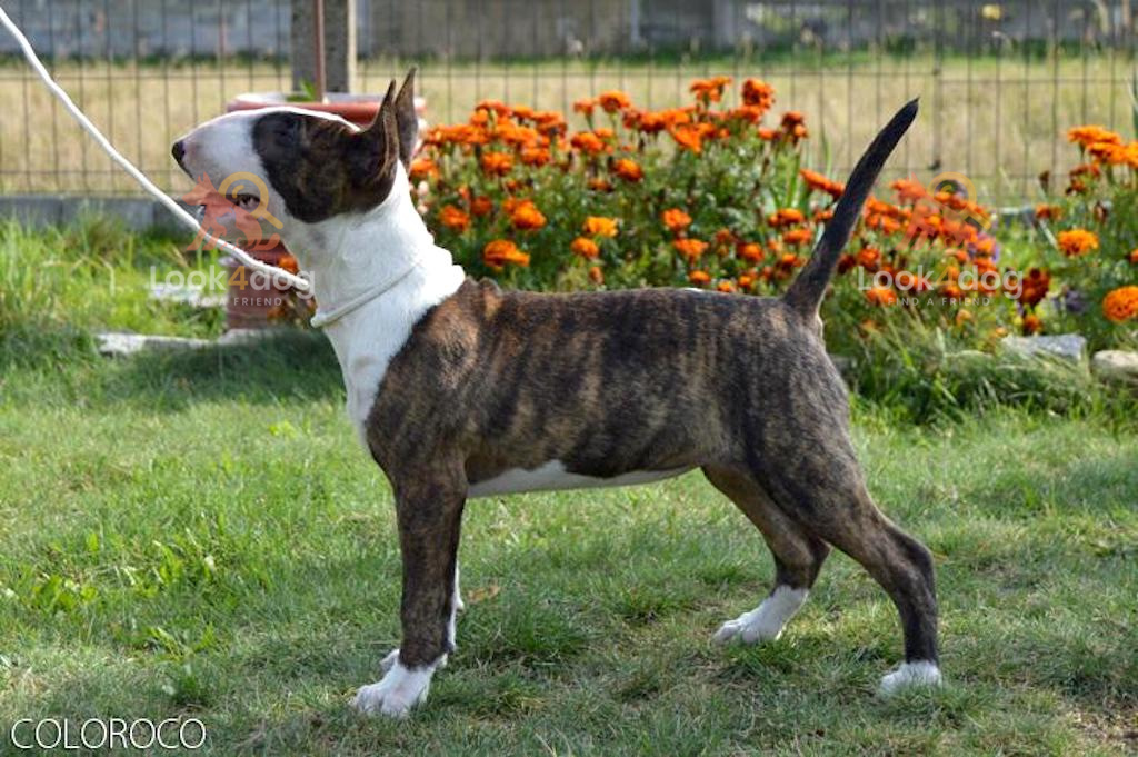 Bulterier - żywienie