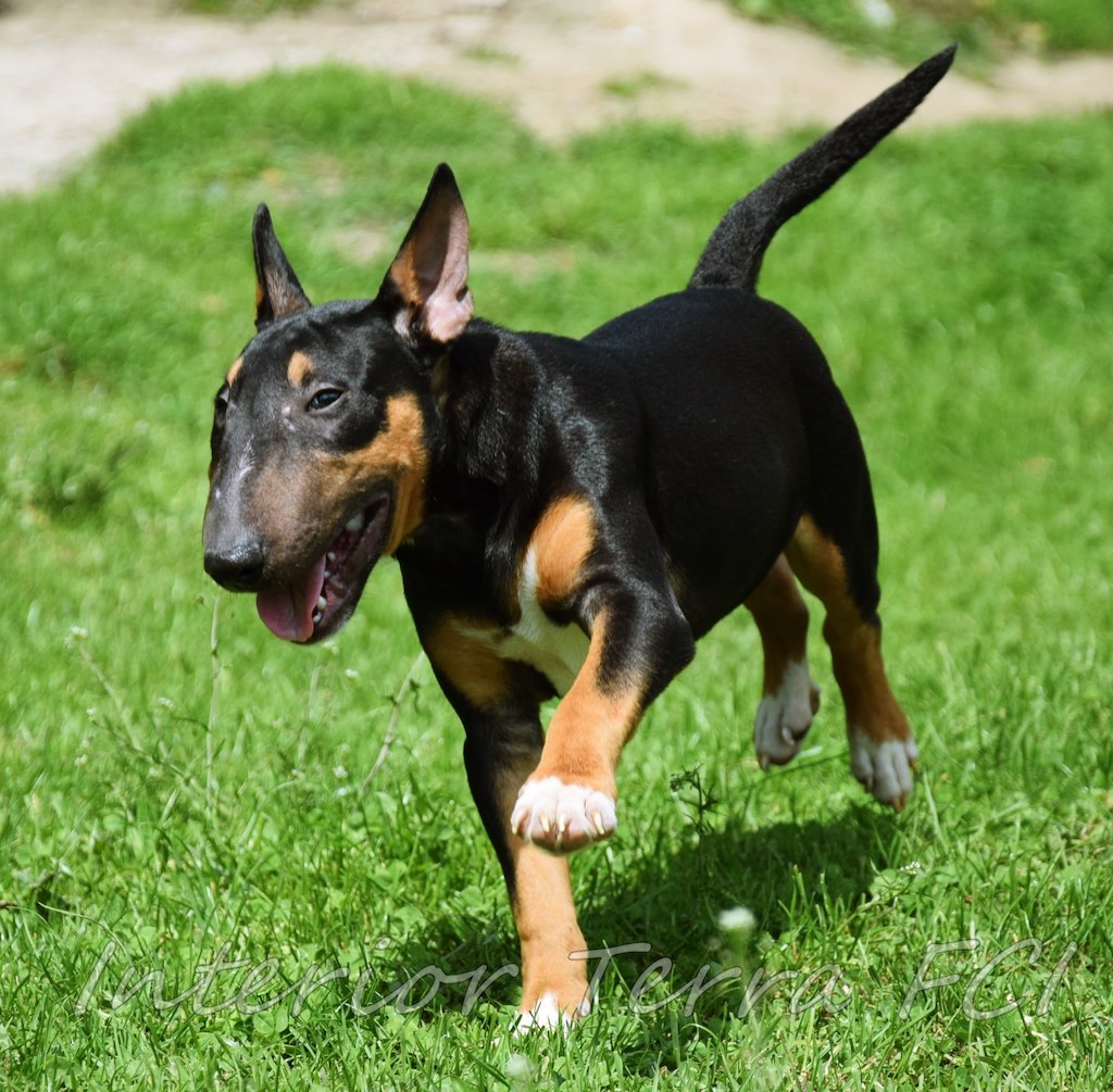 Bulterier miniaturowy - choroby