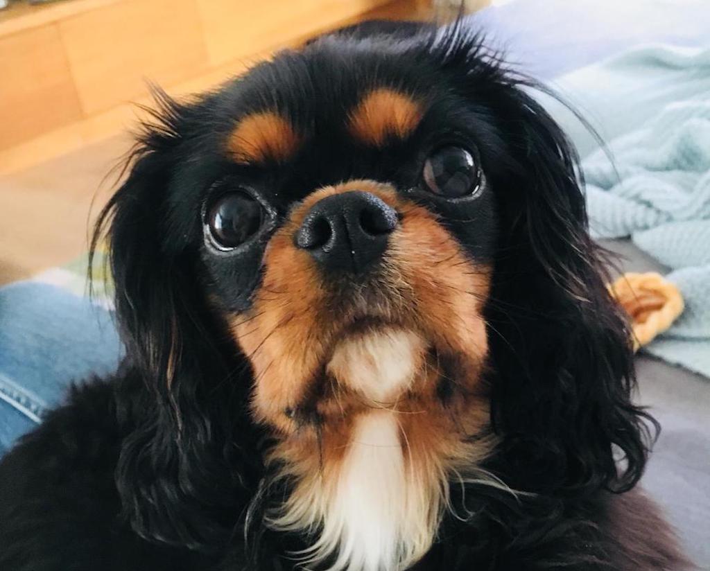 Cavalier King Charles Spaniel - żywienie