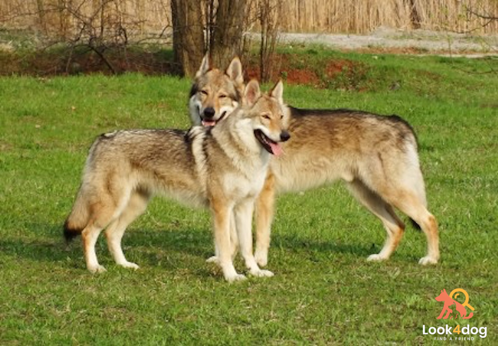 Ceskoslovensky vlcak (Wilczak czechosłowacki) - pielęgnacja