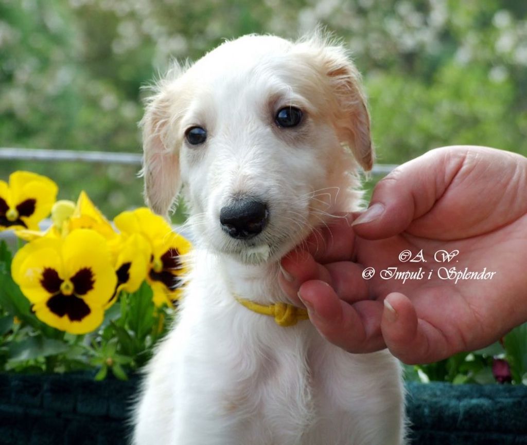 Chart rosyjski borzoj - szczeniaczki