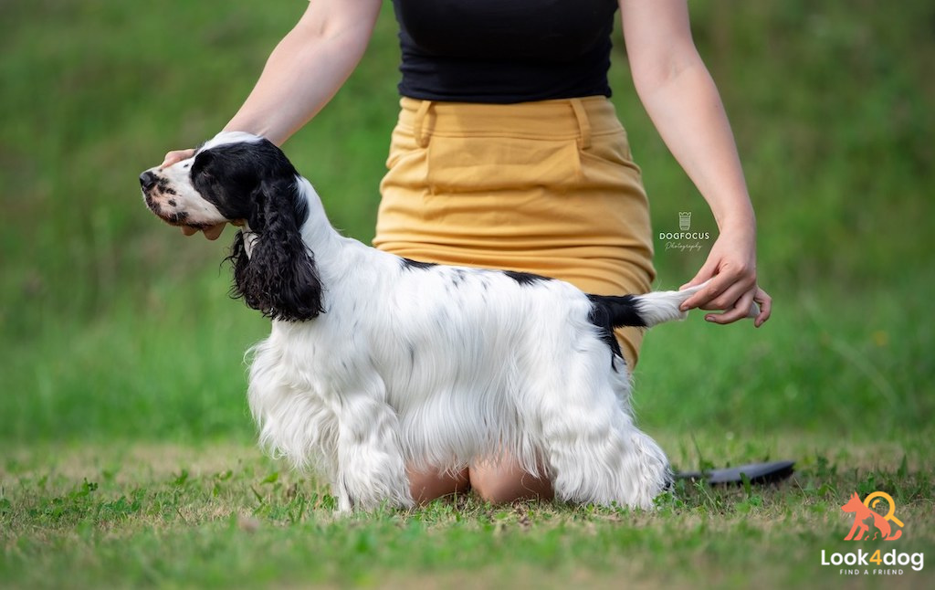 Cocker spaniel angielski - charakter