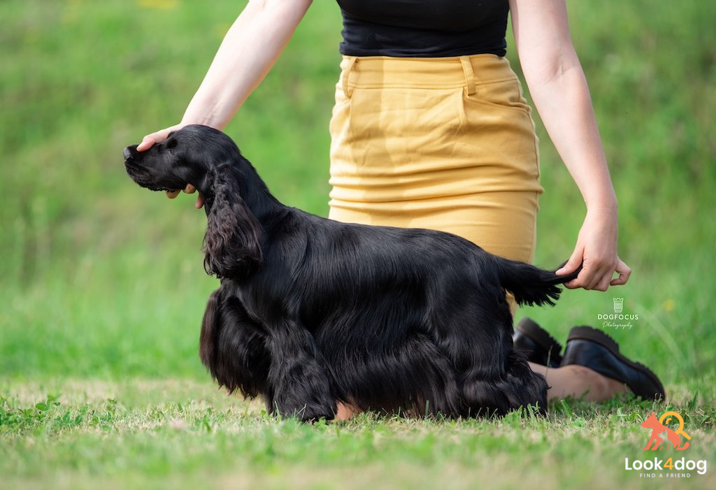 Cocker spaniel angielski - pielęgnacja