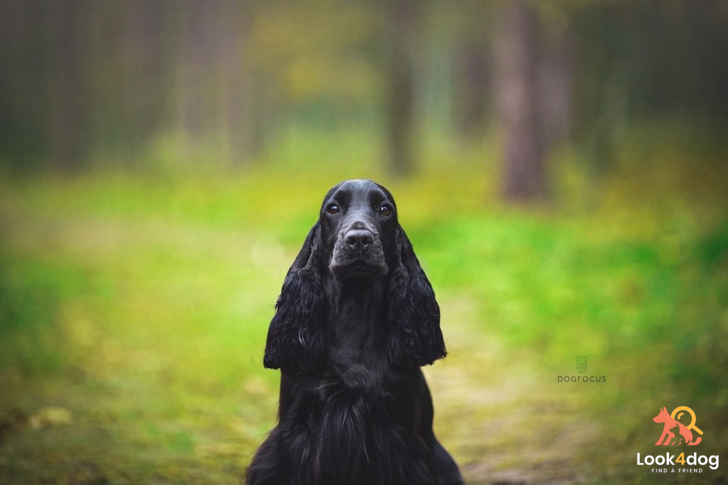 Cocker spaniel angielski - umaszczenie