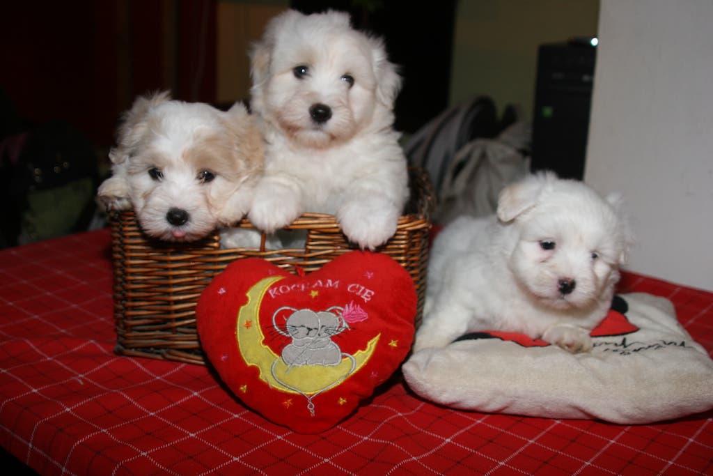 Coton de Tulear - hodowla