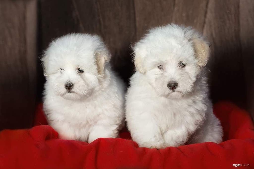 Coton de Tulear - szczeniaki