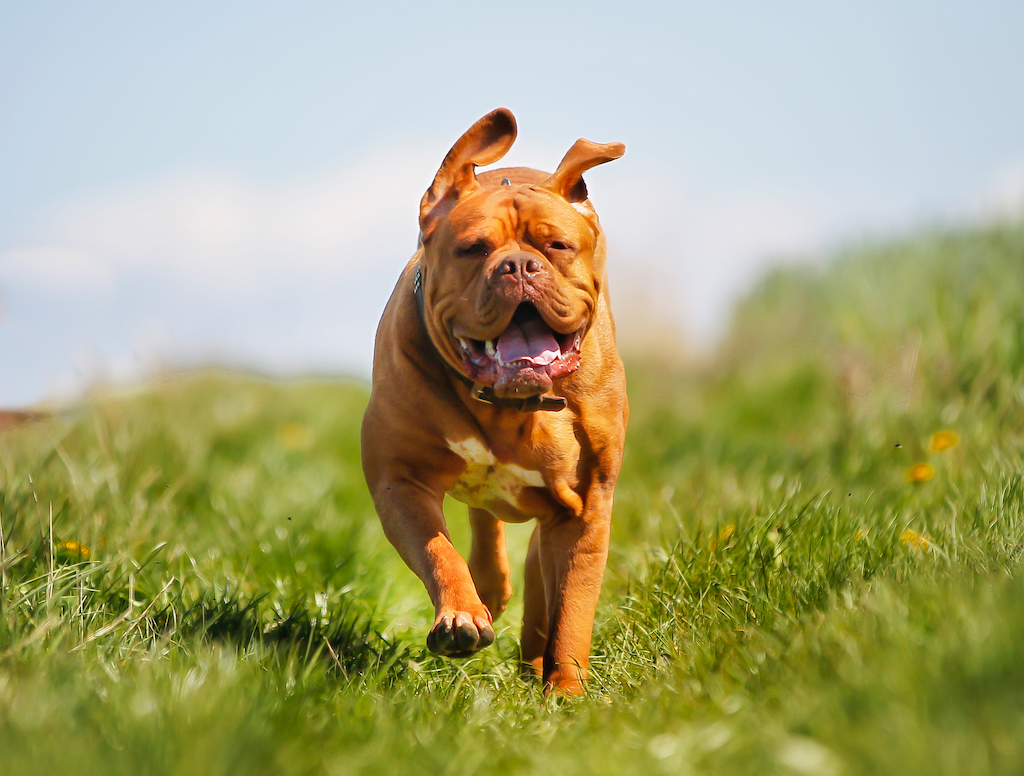 Dog de Bordeaux (Mastif francuski) - charakter