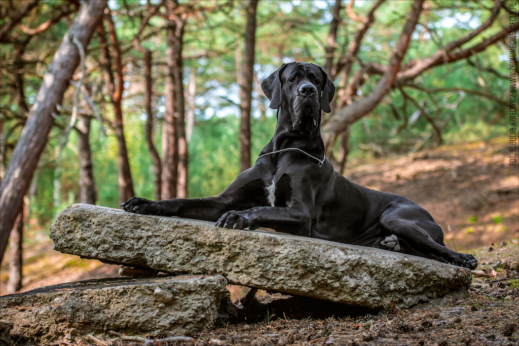 Dog niemiecki - pielęgnacja