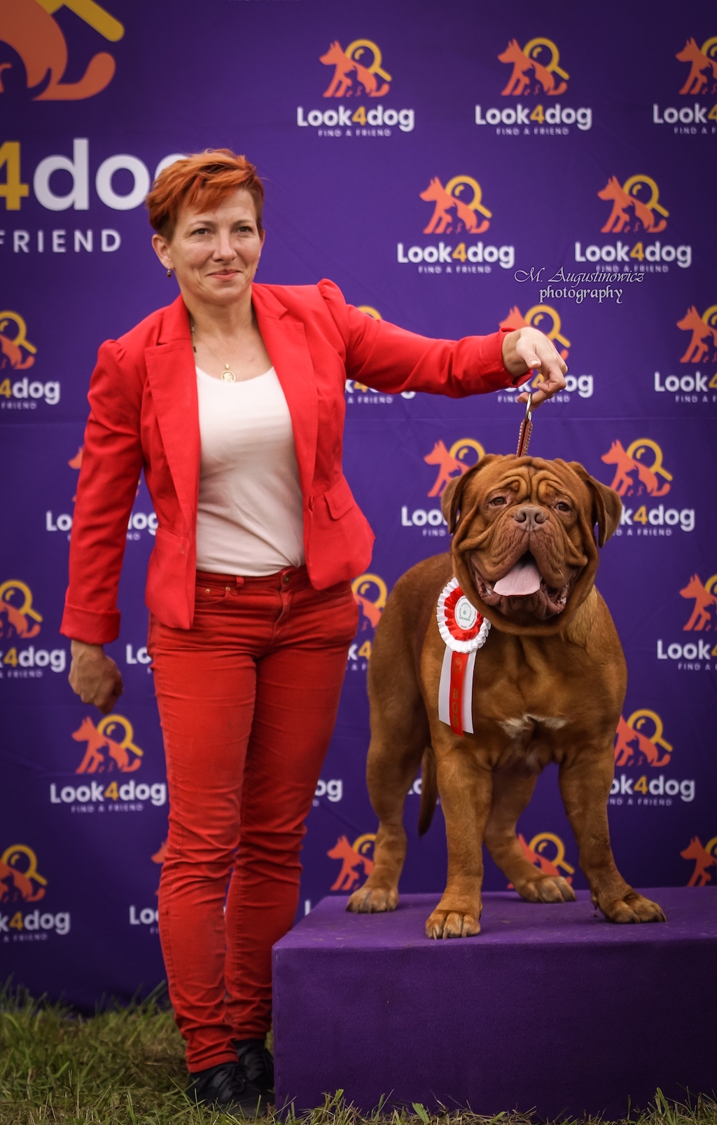 Dogue de Bordeaux - hodowla