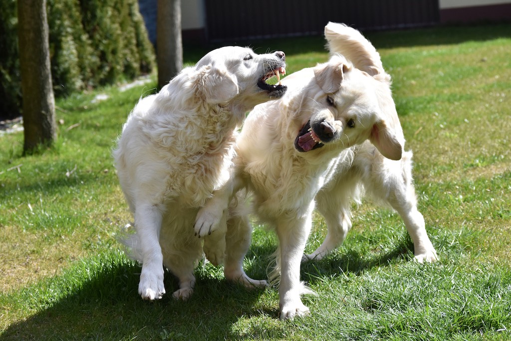 Golden retrievery - hodowla