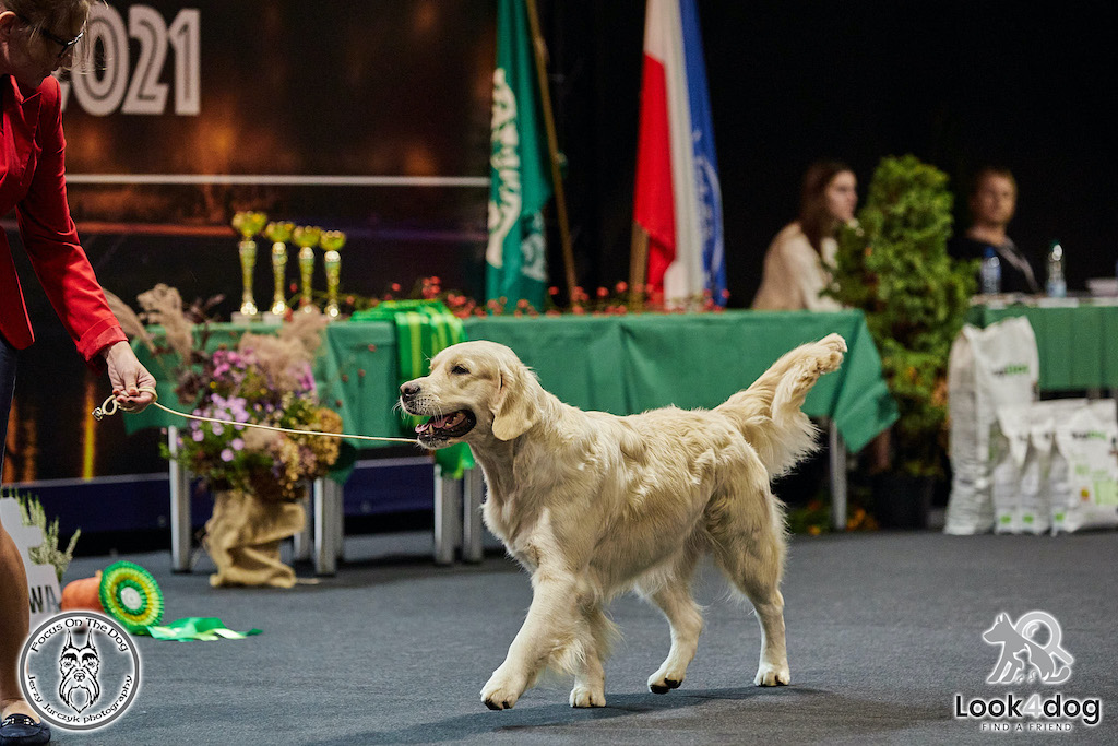 Golden retriever - hodowla1