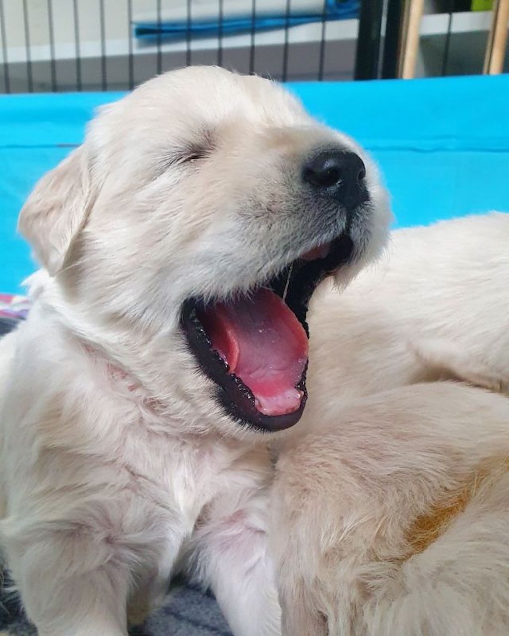 Golden retriever - szczeniaki, hodowla