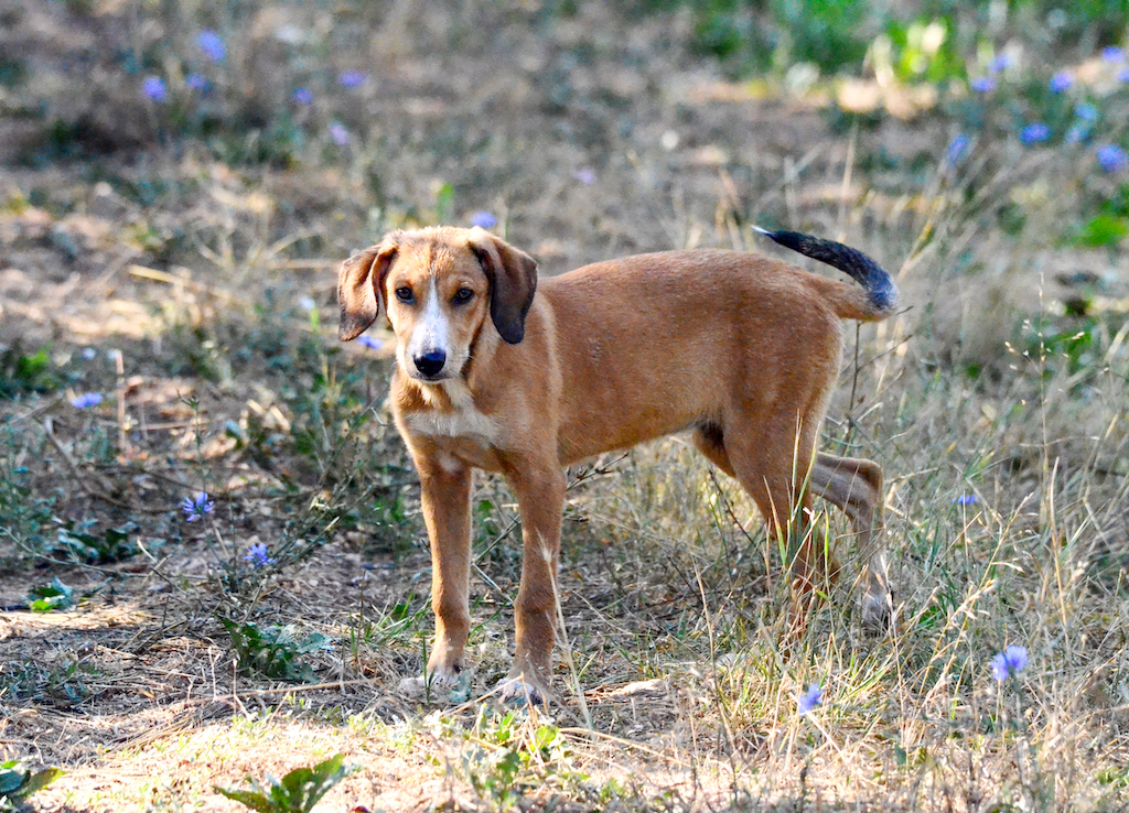 Gończy chorwacki - charakter