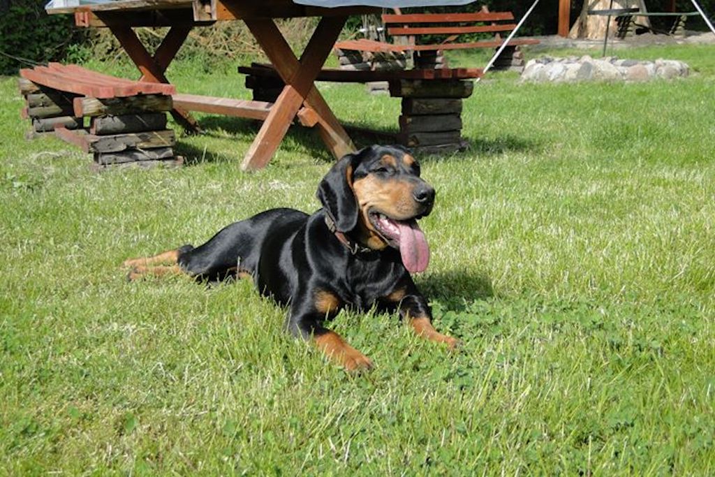 Gończy polski - pielęgnacja