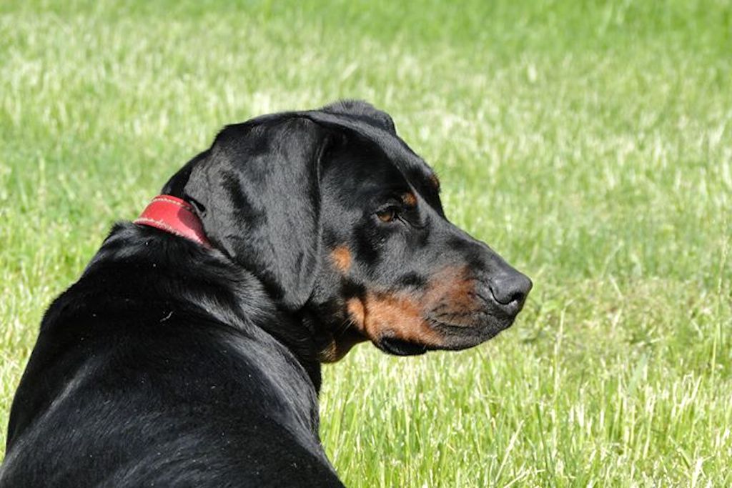 Gończy polski - umaszczenie