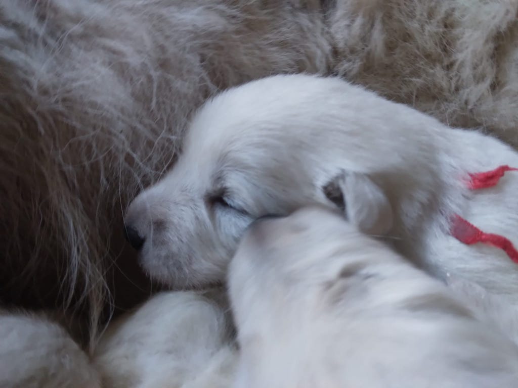 Hodowla - biały owczarka szwajcarski