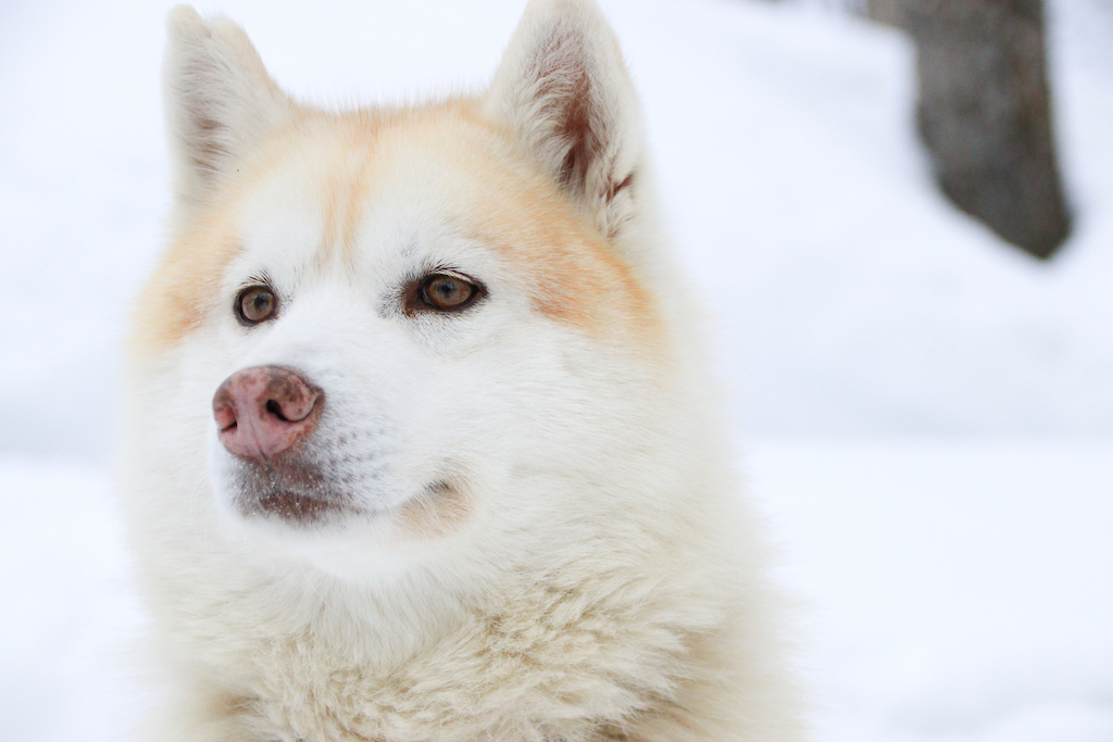 Hokkaido - charakter