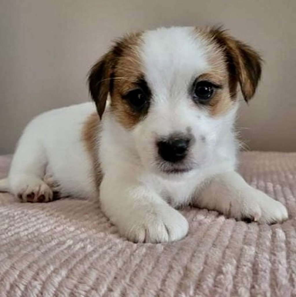 Jack Russell Terrier