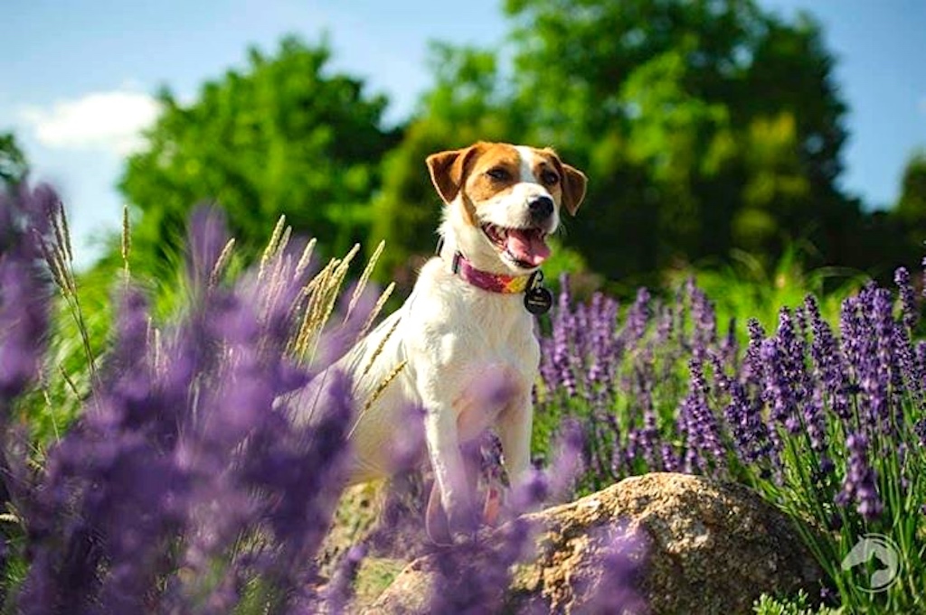 Jack Russell terrier - pielęgnacja