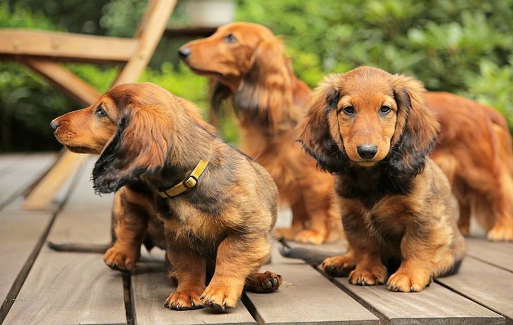 Jamnik długowłosy - choroby