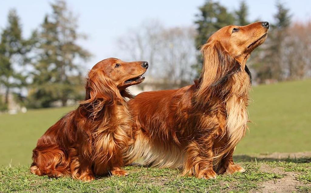 Jamnik długowłosy - umaszczenie