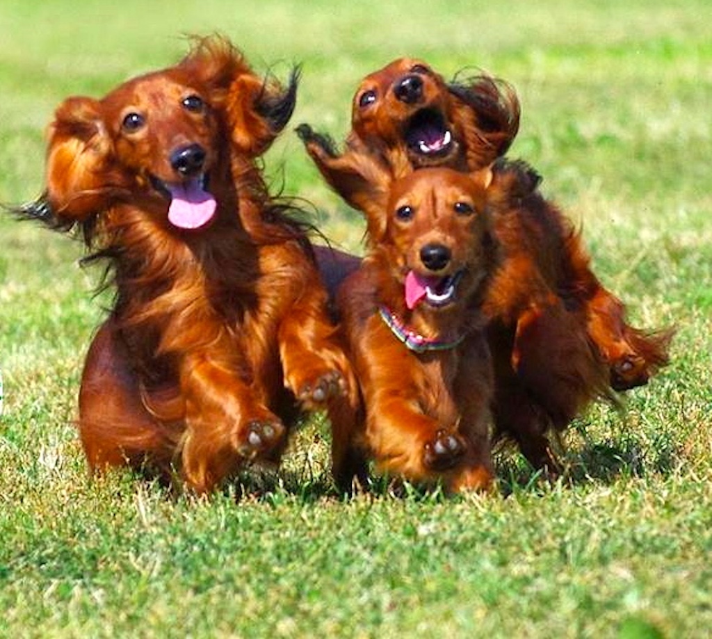 Jamnik króliczy długowłosy - pielęgnacja