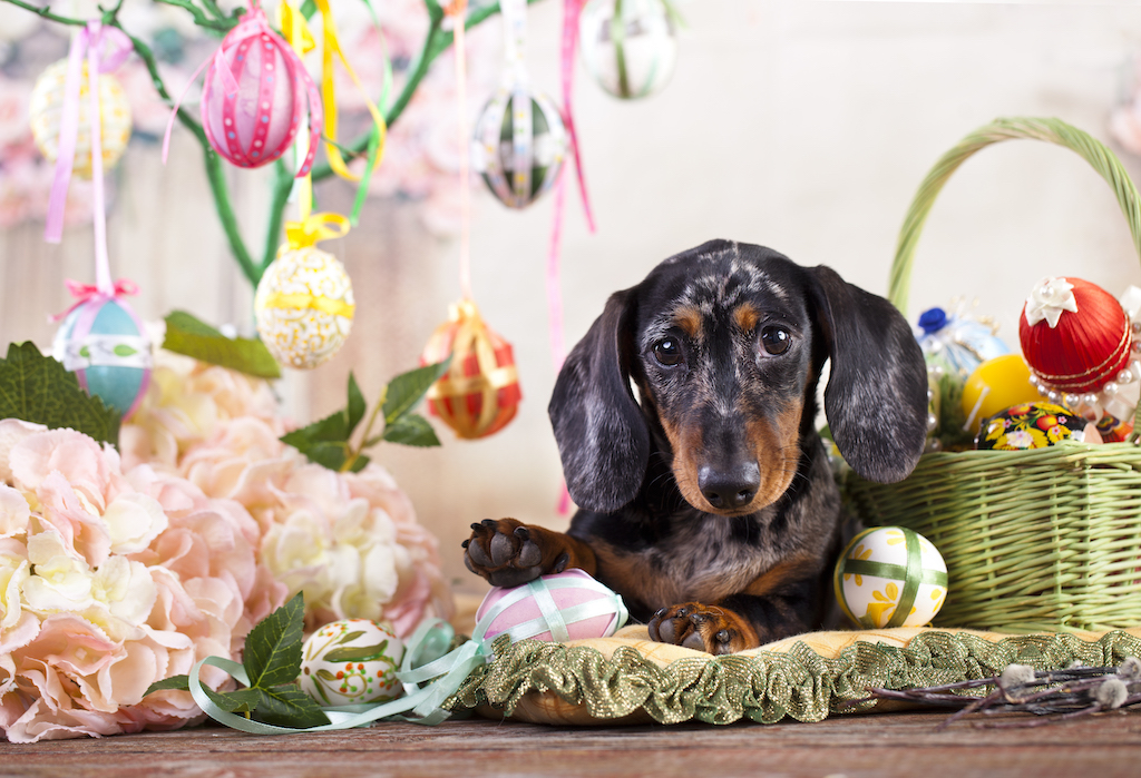 Jamnik króliczy krótkowłosy - charakter