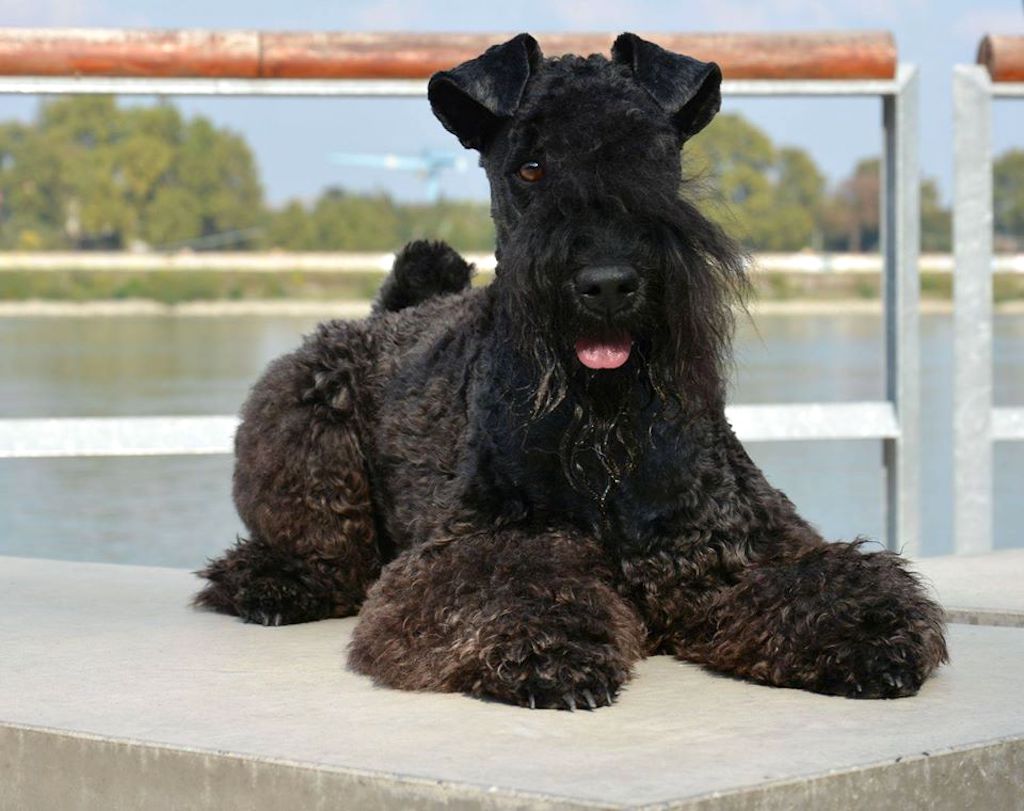 Kerry Blue Terrier - charakter
